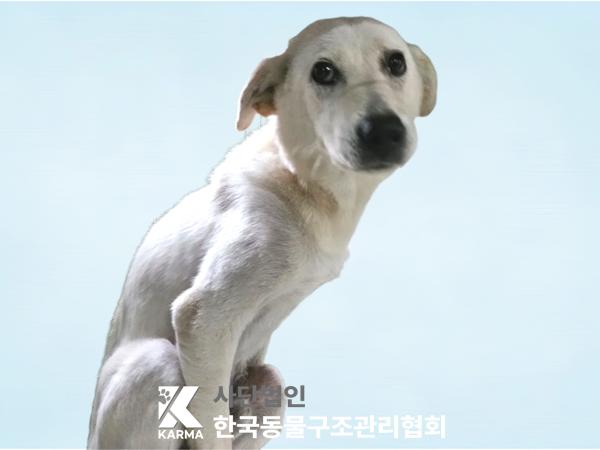 종료(안락사) 믹스…